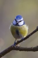 Blue_Tit